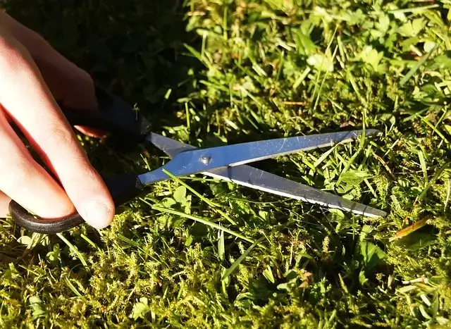 Scissors cutting long grass